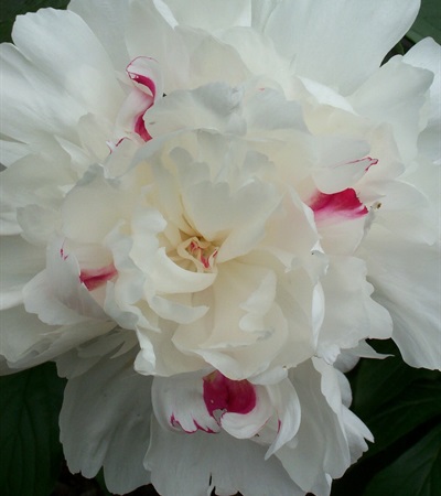 Peony Festiva Maxima
